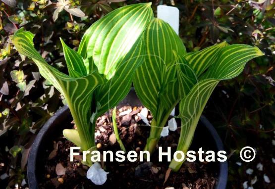 Hosta Mito-no-hana